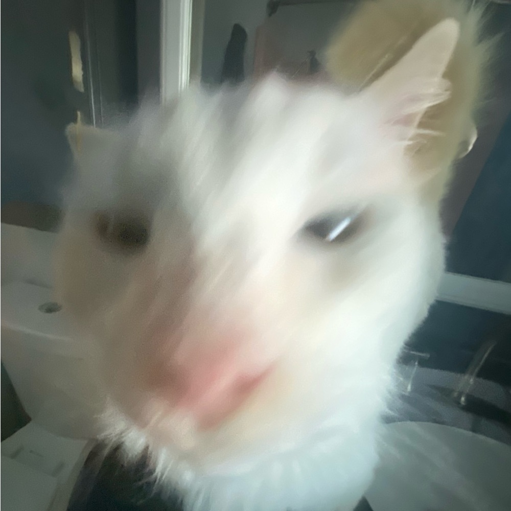 Meet your Posher, Trinity